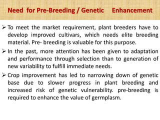 Credit seminar Pre Breeding.pptx