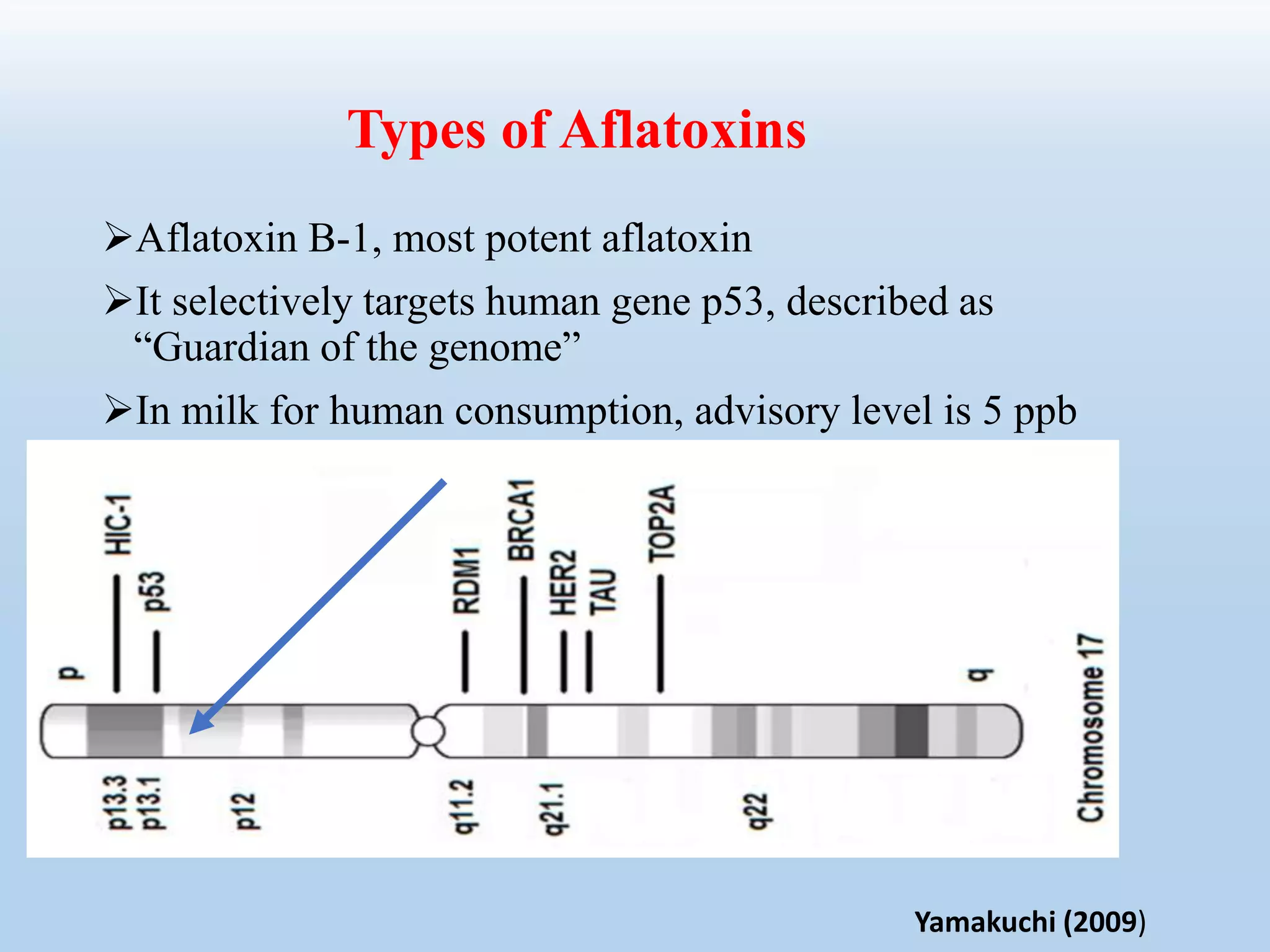 Aflatoxin B-1, most potent aflatoxin
It selectively targets human gene p53, described as
“Guardian of the genome”
In milk for human consumption, advisory level is 5 ppb
Types of Aflatoxins
Yamakuchi (2009)
 