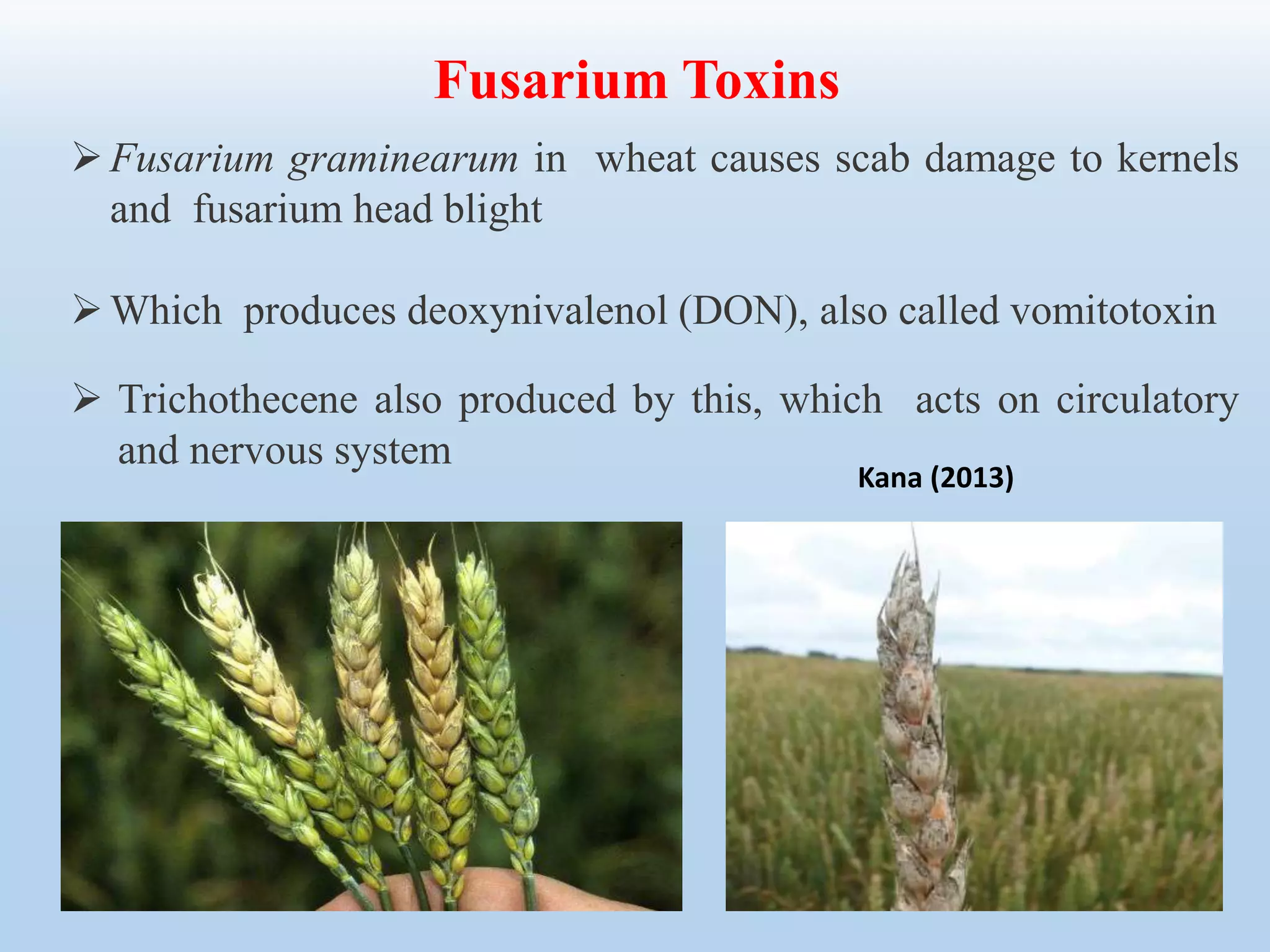Fusarium graminearum in wheat causes scab damage to kernels
and fusarium head blight
Which produces deoxynivalenol (DON), also called vomitotoxin
 Trichothecene also produced by this, which acts on circulatory
and nervous system
Fusarium Toxins
Kana (2013)
 