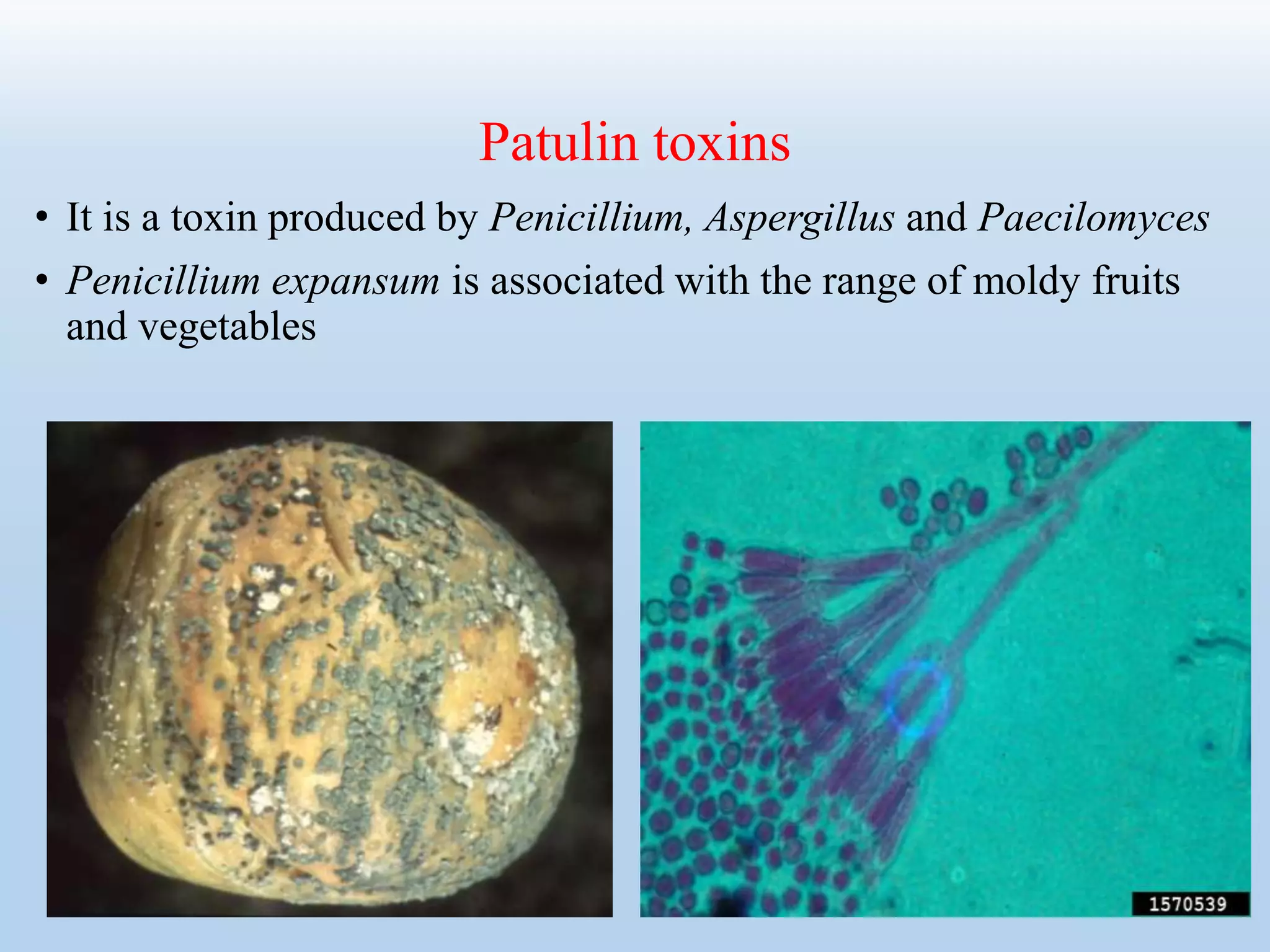 Patulin toxins
• It is a toxin produced by Penicillium, Aspergillus and Paecilomyces
• Penicillium expansum is associated with the range of moldy fruits
and vegetables
 