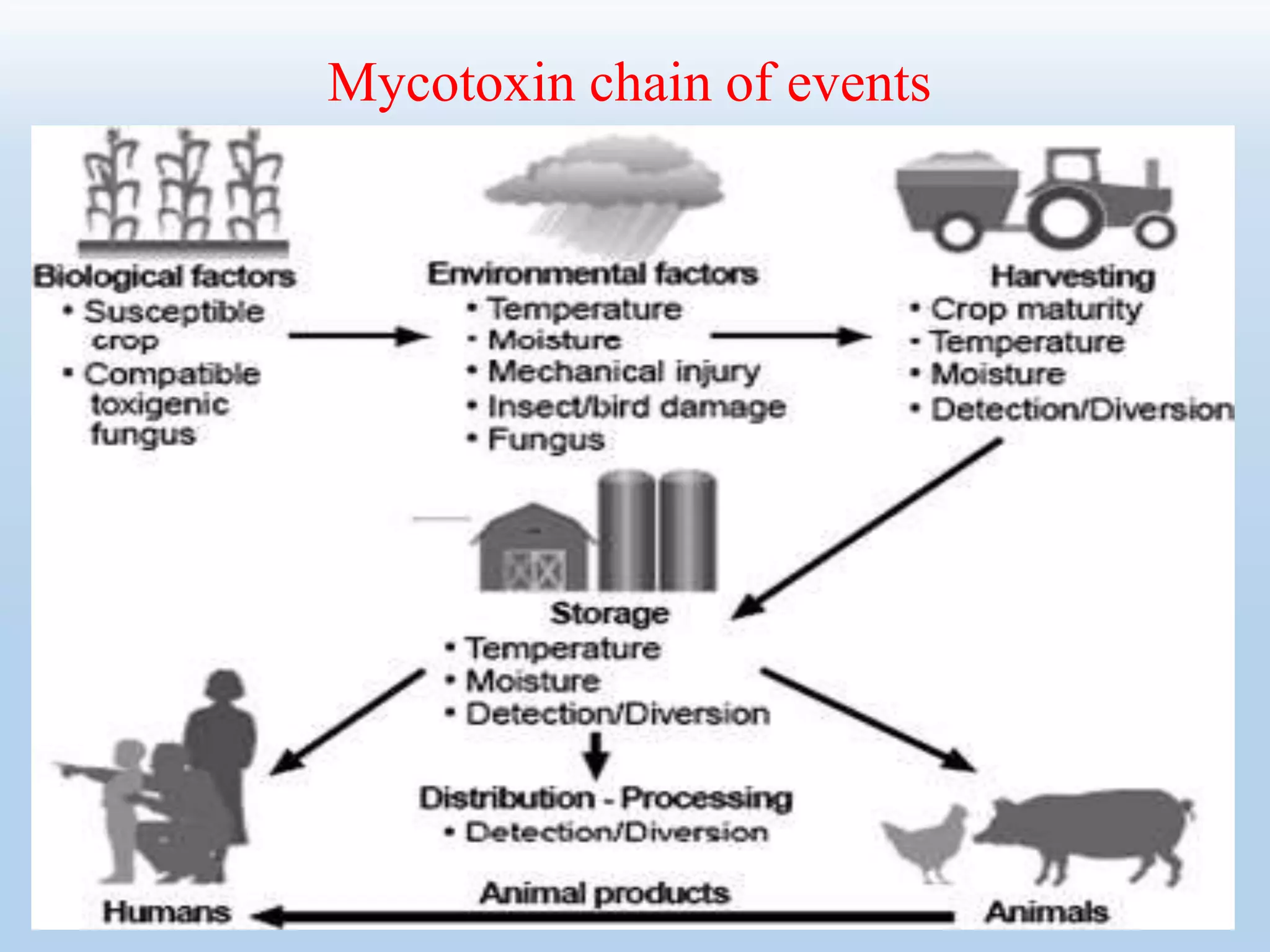 Mycotoxin chain of events
 