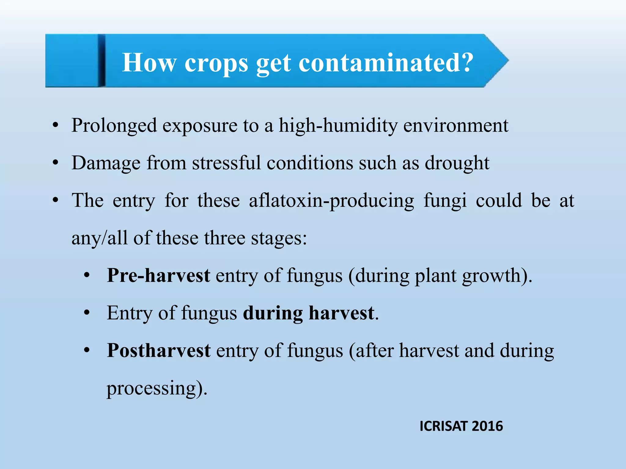 How crops get contaminated?
• Prolonged exposure to a high-humidity environment
• Damage from stressful conditions such as drought
• The entry for these aflatoxin-producing fungi could be at
any/all of these three stages:
• Pre-harvest entry of fungus (during plant growth).
• Entry of fungus during harvest.
• Postharvest entry of fungus (after harvest and during
processing).
ICRISAT 2016
 