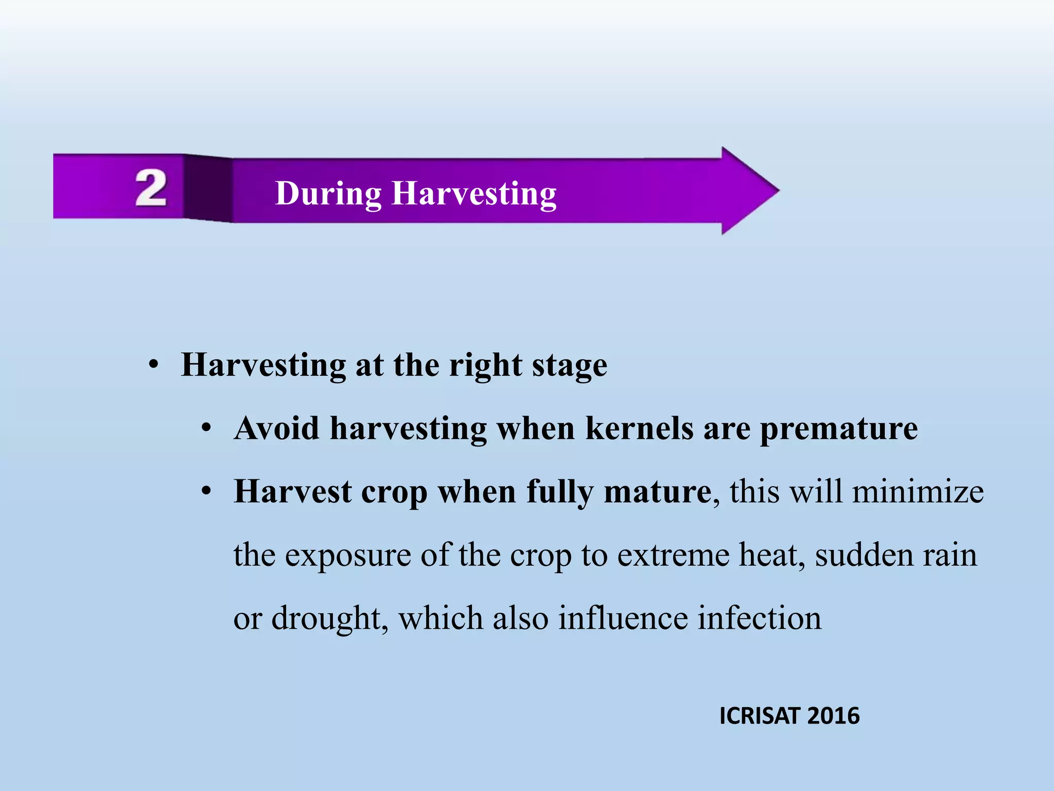 • Harvesting at the right stage
• Avoid harvesting when kernels are premature
• Harvest crop when fully mature, this will minimize
the exposure of the crop to extreme heat, sudden rain
or drought, which also influence infection
During Harvesting
ICRISAT 2016
 