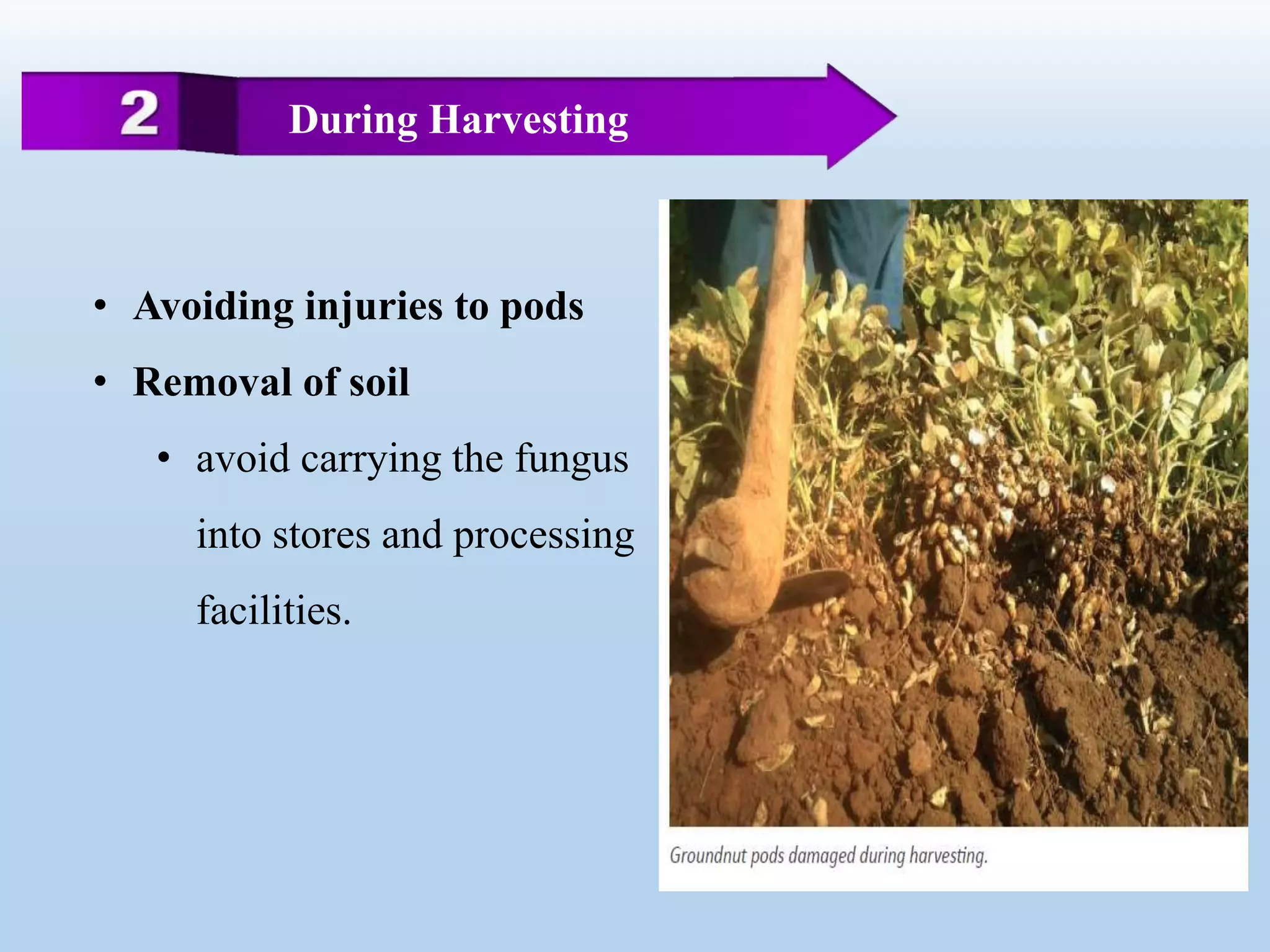 • Avoiding injuries to pods
• Removal of soil
• avoid carrying the fungus
into stores and processing
facilities.
During Harvesting
 