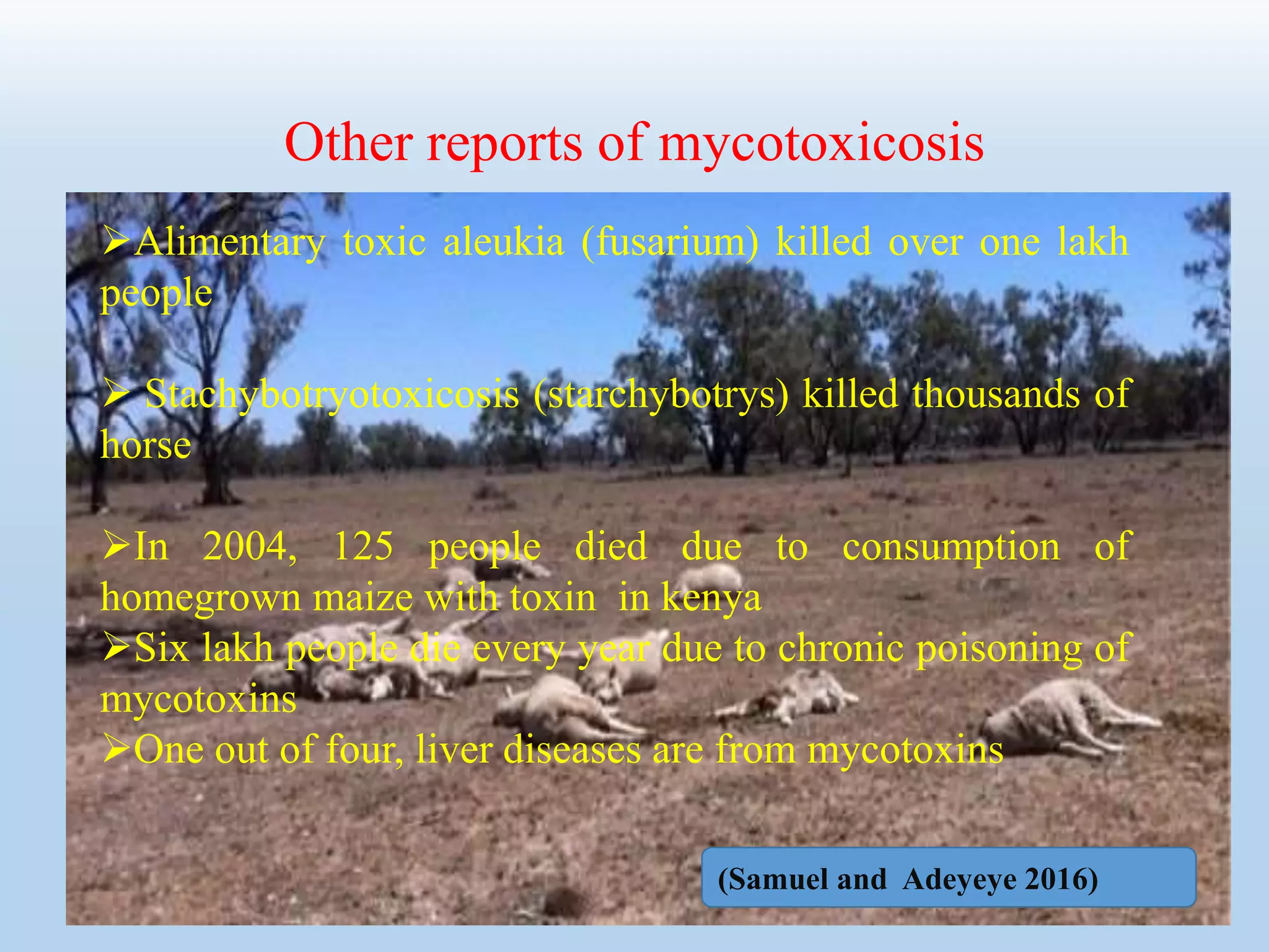 Other reports of mycotoxicosis
Alimentary toxic aleukia (fusarium) killed over one lakh
people
 Stachybotryotoxicosis (starchybotrys) killed thousands of
horse
In 2004, 125 people died due to consumption of
homegrown maize with toxin in kenya
Six lakh people die every year due to chronic poisoning of
mycotoxins
One out of four, liver diseases are from mycotoxins
(Samuel and Adeyeye 2016)
 