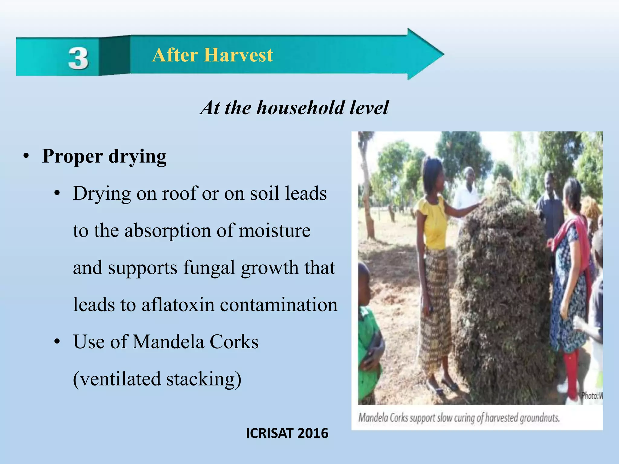 • Proper drying
• Drying on roof or on soil leads
to the absorption of moisture
and supports fungal growth that
leads to aflatoxin contamination
• Use of Mandela Corks
(ventilated stacking)
After Harvest
At the household level
ICRISAT 2016
 