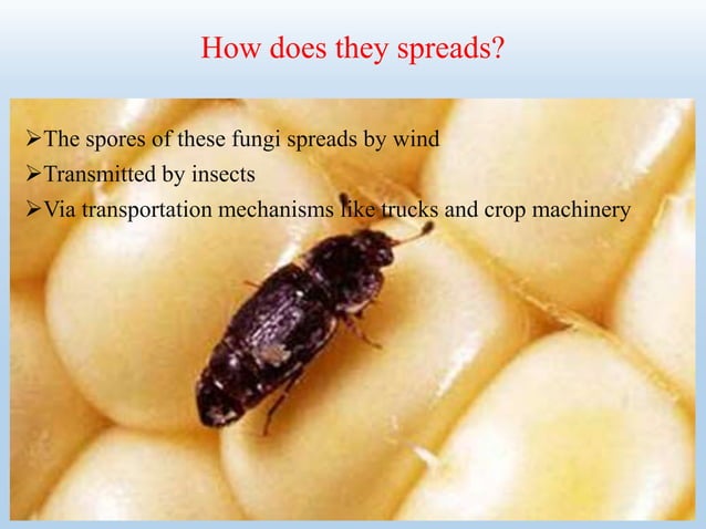 Mycotoxin contamination in food crops and its management | PPTX ...