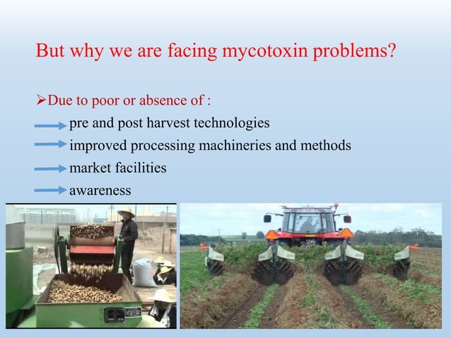 Mycotoxin contamination in food crops and its management | PPTX ...