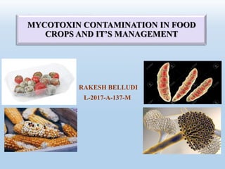 MYCOTOXIN CONTAMINATION IN FOOD
CROPS AND IT’S MANAGEMENT
RAKESH BELLUDI
L-2017-A-137-M
 