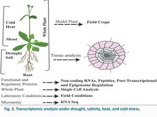 Fig. 3. Transcriptomic analysis under drought, salinity, heat, and cold stress.
 