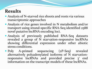 Results
 Analysis of N-starved rice shoots and roots via various
transcriptomic approaches
 Analysis of rice genes involved in N metabolism and/or
transport using strand-specific RNA-Seq identified 2588
novel putative lncRNA encoding loci.
 Analysis of previously published RNA-Seq datasets
revealed a group of N starvation-responsive lncRNAs
showing differential expression under other abiotic
stress conditions.
 Poly A-primed sequencing (2P-Seq) revealed
alternatively polyadenylated isoforms of N starvation-
responsive lncRNAs and provided precise 3′ end
information on the transcript models of these lncRNAs.
 