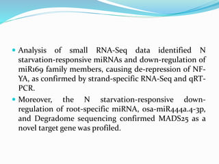  Analysis of small RNA-Seq data identified N
starvation-responsive miRNAs and down-regulation of
miR169 family members, causing de-repression of NF-
YA, as confirmed by strand-specific RNA-Seq and qRT-
PCR.
 Moreover, the N starvation-responsive down-
regulation of root-specific miRNA, osa-miR444a.4-3p,
and Degradome sequencing confirmed MADS25 as a
novel target gene was profiled.
 