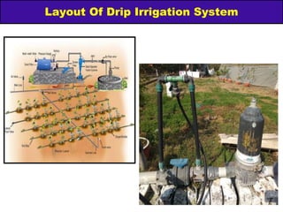 Layout Of Drip Irrigation System
 