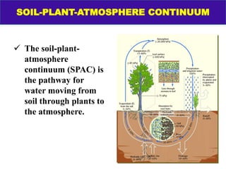  The soil-plant-
atmosphere
continuum (SPAC) is
the pathway for
water moving from
soil through plants to
the atmosphere.
SOIL-PLANT-ATMOSPHERE CONTINUUM
 