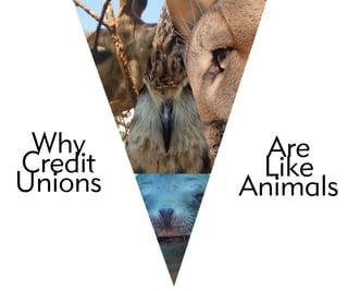 Why
Credit
Unions
Are
Like
Animals
 