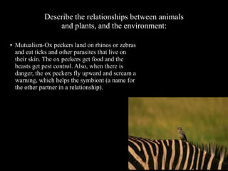 Describe the relationships between animals
and plants, and the environment:
●

Mutualism-Ox peckers land on rhinos or zebras
and eat ticks and other parasites that live on
their skin. The ox peckers get food and the
beasts get pest control. Also, when there is
danger, the ox peckers fly upward and scream a
warning, which helps the symbiont (a name for
the other partner in a relationship).

 