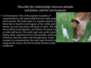 Describe the relationships between animals
and plants, and the environment:
●

Commensalism- One of the popular examples of
commensalism is the relationship between cattle egrets
and livestock. The cattle egret is a common species of
heron that is found in most regions of the world, and is
mostly seen moving along with herds of cattle. This bird
moves about in the pastures, and follows livestock such
as cattle and horses. The cattle egret eats up the insects
hiding under vegetation close to the grounds, which get
stirred up when the cattle walk through them. In this
example of commensalism, the cattle egret benefits by
eating up the insects, but the livestock remains totally
unaffected.

 