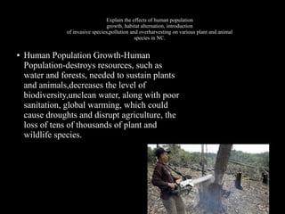 Explain the effects of human population
growth, habitat alternation, introduction
of invasive species,pollution and overharvesting on various plant and animal
species in NC.
●

Human Population Growth-Human
Population-destroys resources, such as
water and forests, needed to sustain plants
and animals,decreases the level of
biodiversity,unclean water, along with poor
sanitation, global warming, which could
cause droughts and disrupt agriculture, the
loss of tens of thousands of plant and
wildlife species.

 