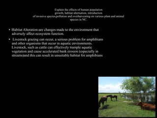 Explain the effects of human population
growth, habitat alternation, introduction
of invasive species,pollution and overharvesting on various plant and animal
species in NC.

●

●

Habitat Alteration-are changes made to the environment that
adversely affect ecosystem function.
Livestock grazing can occur, a serious problem for amphibians
and other organisms that occur in aquatic environments.
Livestock, such as cattle can effectively trample aquatic
vegetation and cause accelerated bank erosion (especially in
streams)and this can result in unsuitable habitat for amphibians

 