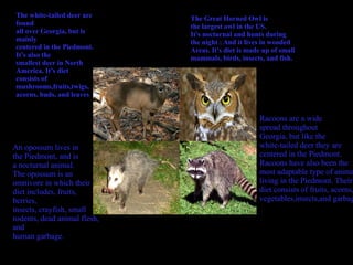 The white-tailed deer are
found
all over Georgia, but is
mainly
centered in the Piedmont.
It’s also the
smallest deer in North
America. It’s diet
consists of
mushrooms,fruits,twigs,
acorns, buds, and leaves

An opossum lives in
the Piedmont, and is
a nocturnal animal.
The opossum is an
omnivore in which their
diet includes, fruits,
berries,
insects, crayfish, small
rodents, dead animal flesh,
and
human garbage.

The Great Horned Owl is
the largest owl in the US.
It's nocturnal and hunts during
the night ; And it lives in wooded
Areas. It's diet is made up of small
mammals, birds, insects, and fish.

Racoons are a wide
spread throughout
Georgia, but like the
white-tailed deer they are
centered in the Piedmont.
Racoons have also been the
most adaptable type of anima
living in the Piedmont. Their
diet consists of fruits, acorns,
vegetables,insects,and garbag

 