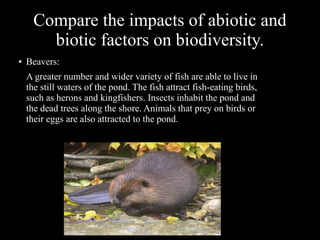 Compare the impacts of abiotic and
biotic factors on biodiversity.
●

Beavers:
A greater number and wider variety of fish are able to live in
the still waters of the pond. The fish attract fish-eating birds,
such as herons and kingfishers. Insects inhabit the pond and
the dead trees along the shore. Animals that prey on birds or
their eggs are also attracted to the pond.

 
