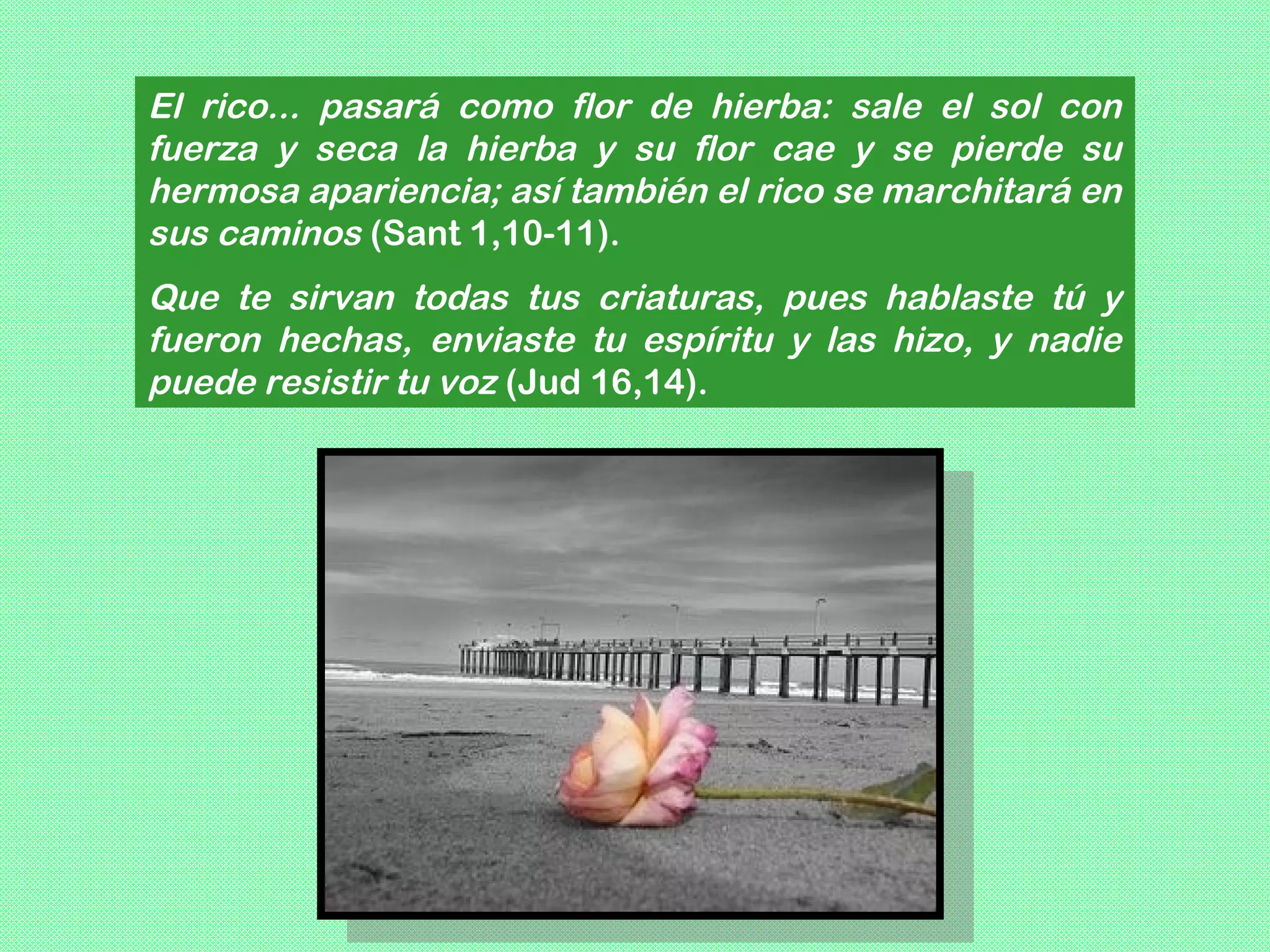 El rico... pasará como flor de hierba: sale el sol con
fuerza y seca la hierba y su flor cae y se pierde su
hermosa apariencia; así también el rico se marchitará en
sus caminos (Sant 1,10-11).
Que te sirvan todas tus criaturas, pues hablaste tú y
fueron hechas, enviaste tu espíritu y las hizo, y nadie
puede resistir tu voz (Jud 16,14).
 