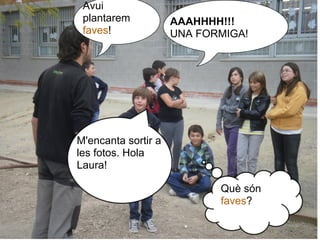Avui
 plantarem           AAAHHHH!!!
 faves!              UNA FORMIGA!




M'encanta sortir a
les fotos. Hola
Laura!

                            Què són
                            faves?
 