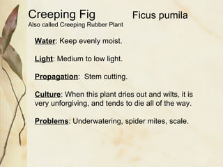 Water : Keep evenly moist. Light : Medium to low light.  Propagation :  Stem cutting. Culture : When this plant dries out and wilts, it is very unforgiving, and tends to die all of the way. Problems : Underwatering, spider mites, scale. Creeping Fig Also called Creeping Rubber Plant Ficus pumila 