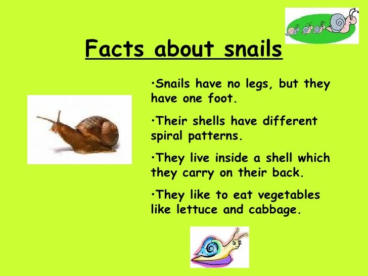 Creepy Crawlies Final Version