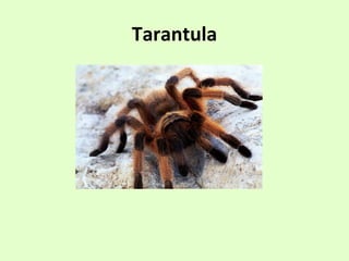 Tarantula