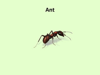 Ant