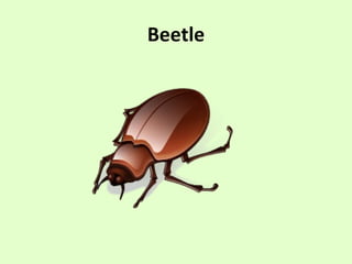 Beetle