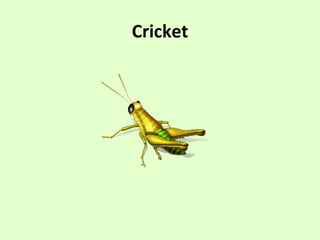 Cricket