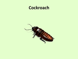 Cockroach