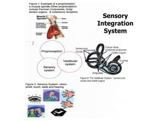Sensory
      Sensory
Integration
    Integration
  System
      System
 