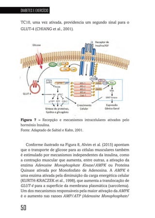 50
DIABETES E EXERCÍCIO
5050505050
TC10, uma vez ativada, providencia um segundo sinal para o
GLUT-4 (CHIANG et al., 2001).
Figura 7 – Recepção e mecanismos intracelulares ativados pelo
hormônio Insulina.
Fonte: Adaptado de Saltiel e Kahn, 2001.
Conforme ilustrado na Figura 8, Alvim et al. (2015) apontam
que o transporte de glicose para as células musculares também
é estimulado por mecanismos independentes da insulina, como
a contração muscular que aumenta, entre outras, a ativação da
enzima Adenosine Monophosphate Kinase/AMPK ou Proteína
Quinase ativada por Monofosfato de Adenosina. A AMPK é
uma enzima ativada pela diminuição da carga energética celular
(KURTH-KRACZEK et al., 1998), que aumenta a translocação de
GLUT-4 para a superfície da membrana plasmática (sarcolema).
Um dos mecanismos responsáveis pela maior ativação da AMPK
é o aumento nas razoes AMP/ATP (Adenosine Monophosphate/
 