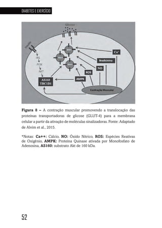 52
DIABETES E EXERCÍCIO
5252525252
Figura 8 – A contração muscular promovendo a translocação das
proteínas transportadoras de glicose (GLUT-4) para a membrana
celular a partir da ativação de moléculas sinalizadoras. Fonte: Adaptado
de Alvim et al., 2015.
*Notas: Ca++: Cálcio, NO: Óxido Nítrico, ROS: Espécies Reativas
de Oxigênio, AMPK: Proteína Quinase ativada por Monofosfato de
Adenosina, AS160: substrato Akt de 160 kDa.
 