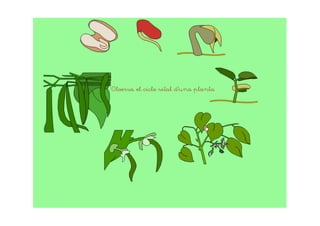 Observa el cicle vital d'una planta
 