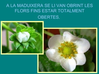 A LA MADUIXERA SE LI VAN OBRINT LES
FLORS FINS ESTAR TOTALMENT
OBERTES.

 