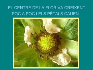 EL CENTRE DE LA FLOR VA CREIXENT
POC A POC I ELS PÈTALS CAUEN.

 