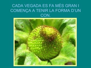 CADA VEGADA ES FA MÉS GRAN I
COMENÇA A TENIR LA FORMA D’UN
CON.

 