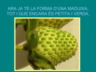 ARA JA TÉ LA FORMA D’UNA MADUIXA,
TOT I QUE ENCARA ÉS PETITA I VERDA.

 