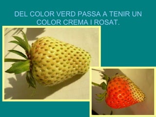 DEL COLOR VERD PASSA A TENIR UN
COLOR CREMA I ROSAT.

 