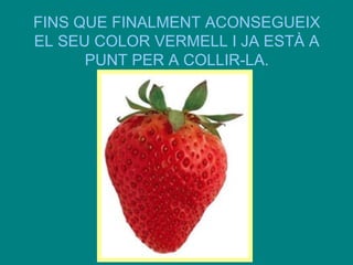 FINS QUE FINALMENT ACONSEGUEIX
EL SEU COLOR VERMELL I JA ESTÀ A
PUNT PER A COLLIR-LA.

 