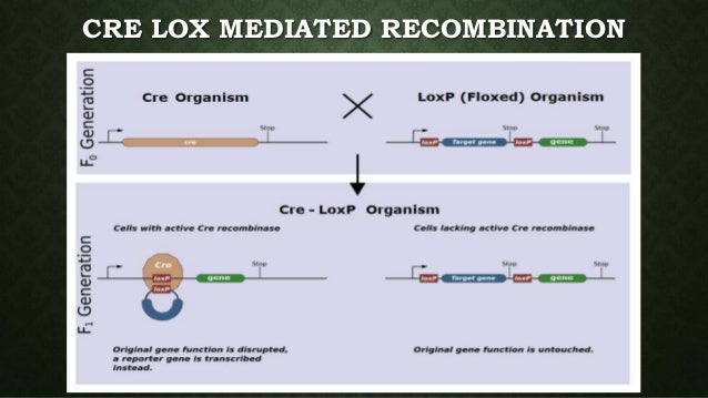 cre lox mediated recombination system cre lox system