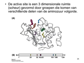 De active site is een 3 dimensionale ruimte (scheur) gevormd door groepen die komen van verschillende delen van de aminozuur volgorde. 