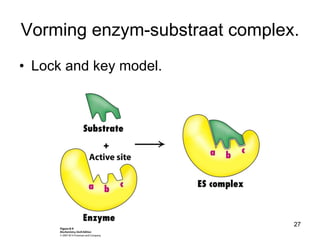 Vorming enzym-substraat complex. Lock and key model. 