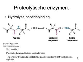 Proteolytische enzymen. Hydrolyse peptidebinding. Voorbeelden:  Papain hydrolyseert iedere peptidebinding Trypsine: hydrolyseert peptidebinding aan de carboxylkant van lysine en arginine 