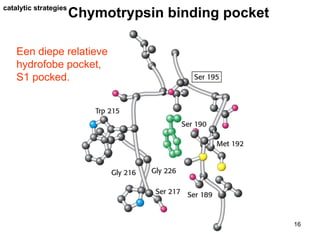 catalytic strategies Chymotrypsin binding pocket Een diepe relatieve hydrofobe pocket, S1 pocked.   