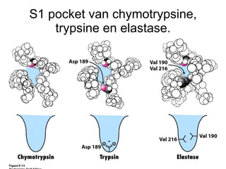 S1 pocket van chymotrypsine, trypsine en elastase. 